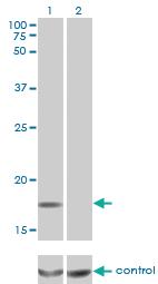 Anti-MCFD2 Mouse Monoclonal Antibody [clone: 3A5-G4]