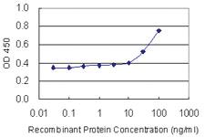 Anti-TGFB1 Mouse Monoclonal Antibody [clone: 4E13]