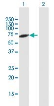 Anti-RXRA Mouse Polyclonal Antibody