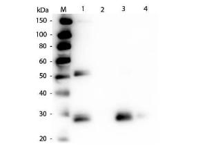 Rabbit-A-rat IGG F(AB'2 mg