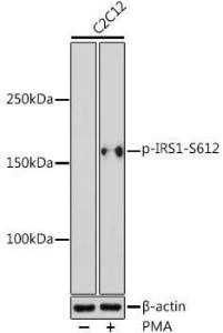 Anti-IRS1 (phospho Ser612) Antibody (A11031)