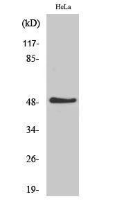 Western blot analysis of various cells using Anti-CADM1 Antibody