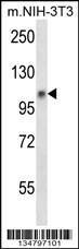 Anti-JAK1 Rabbit Polyclonal Antibody (AP (Alkaline Phosphatase))