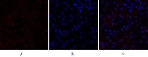 Immunofluorescence analysis of mouse kidney tissue using Anti-p70 S6 Kinase Antibody (red) at 1:200 (4°C overnight). Cy3 labelled secondary antibody was used at 1:300 (RT 50min). Panel A: Target. Panel B: DAPI. Panel C: Merge