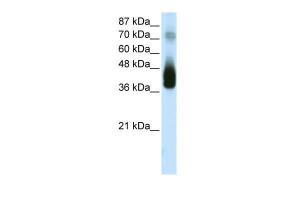 Anti-JUNB Rabbit Polyclonal Antibody