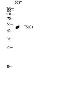 Western blot analysis of 293T lysis using Anti-CADM1 Antibody