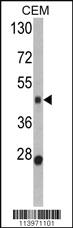 Anti-BMP15 Rabbit Polyclonal Antibody