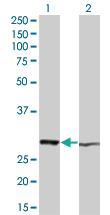 Anti-HMGB1 Mouse Monoclonal Antibody [clone: 1D10]