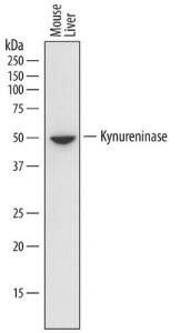 Anti-KYNU Rat Monoclonal Antibody [clone: 771312]