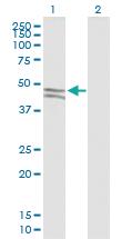 Anti-SIRPG Mouse Polyclonal Antibody