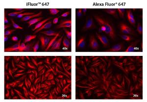 iFluor 647 goat anti mouse IgG (H+L)