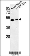 Anti-PISD Rabbit Polyclonal Antibody (APC (Allophycocyanin))