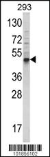 Anti-BMP3 Rabbit Polyclonal Antibody