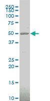 Anti-STRADB Mouse Polyclonal Antibody