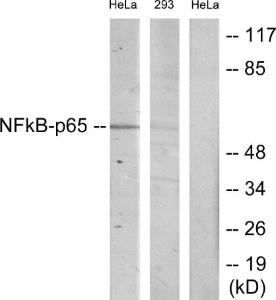 Antibody A94755-100