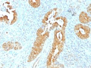 Immunohistochemical analysis of formalin-fixed, paraffin-embedded human rectum using Anti-Villin Antibody [VIL1/1325]