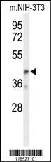 Anti-OLFML3 Rabbit Polyclonal Antibody