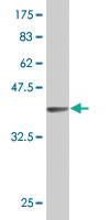 Anti-FBLN2 Mouse Polyclonal Antibody