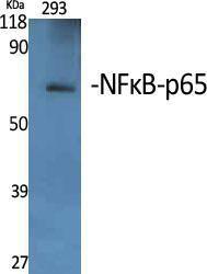 Antibody A94755-100