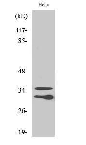 Antibody anti-C1QL2 100 µg