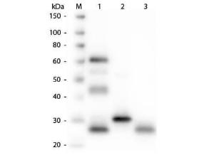 RHODAMINE anti-chicken IgG 2