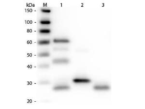 Rabbit-A-Chickenen IgG (2 mg