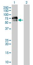 Anti-RXRB Mouse Polyclonal Antibody