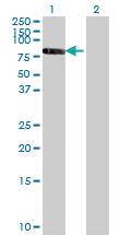 Anti-RXRB Mouse Monoclonal Antibody [clone: 3C8]