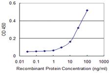 Anti-RXRB Mouse Monoclonal Antibody [clone: 2E6]