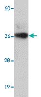 Anti-LRRC19 Rabbit Polyclonal Antibody