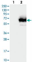 Anti-TCP11L1 Rabbit Polyclonal Antibody