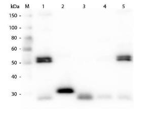 PAB A-rat IGGH and L affinity purified CHICK 2 mg