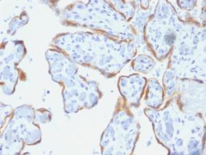 Immunohistochemical analysis of formalin-fixed, paraffin-embedded human placenta using Anti-TIMP2 Antibody [SPM356]