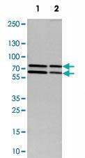 Anti-GRHL1 Rabbit Polyclonal Antibody