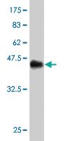 Anti-MREG Mouse Monoclonal Antibody [clone: 1A7]