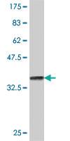 Anti-RPS2 Mouse Polyclonal Antibody