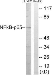 Western blot analysis of lysates from HUVEC cells, treated with EPO 20 U/ML 15' using Anti-NF-kappaB p65 Antibody. The right hand lane represents a negative control, where the antibody is blocked by the immunising peptide