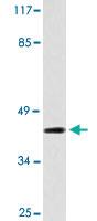 Anti-NCF1 Rabbit Polyclonal Antibody