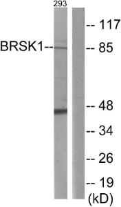 Anti-BRSK1 Rabbit Polyclonal Antibody