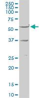 Anti-RXRG Rabbit Polyclonal Antibody