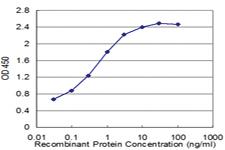 Anti-RXRG Mouse Monoclonal Antibody [clone: 6H1]