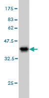 Anti-RPS2 Mouse Monoclonal Antibody [clone: 3G6]