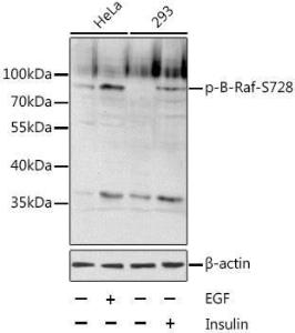 Antibody anti-BRAF phospho S728 100 µl