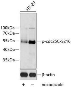 Western blot analysis of extracts of HT-29 cells, using Anti-Cdc25C (phospho Ser216) Antibody (A11055) The secondary antibody was Goat Anti-Rabbit IgG H&L Antibody (HRP) at 1:10,000 dilution Lysates/proteins were present at 25 µg per lane