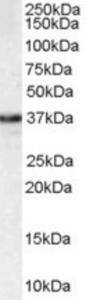 EB06330 staining (1µg/ml) of HEK293 lysate (RIPA buffer, 35µg total protein per lane). Primary incubated for 1 hour. Detected by western blot using chemiluminescence.