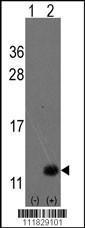 Anti-URM1 Rabbit Polyclonal Antibody (APC (Allophycocyanin))