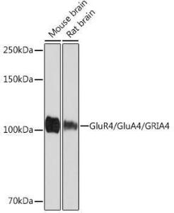 Western blot analysis of extracts of various cell lines, using Anti-GluA4 Antibody [ARC1045] (A308681) at 1:1,000 dilution