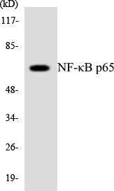 Anti-NF-kB p65 Rabbit Polyclonal Antibody