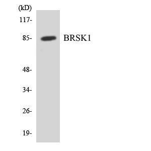 Anti-BRSK1 antibody