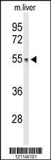 Anti-DGCR2 Rabbit Polyclonal Antibody